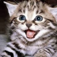 Sebastian the Cat