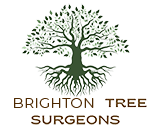 Brighton Tree Surgeon